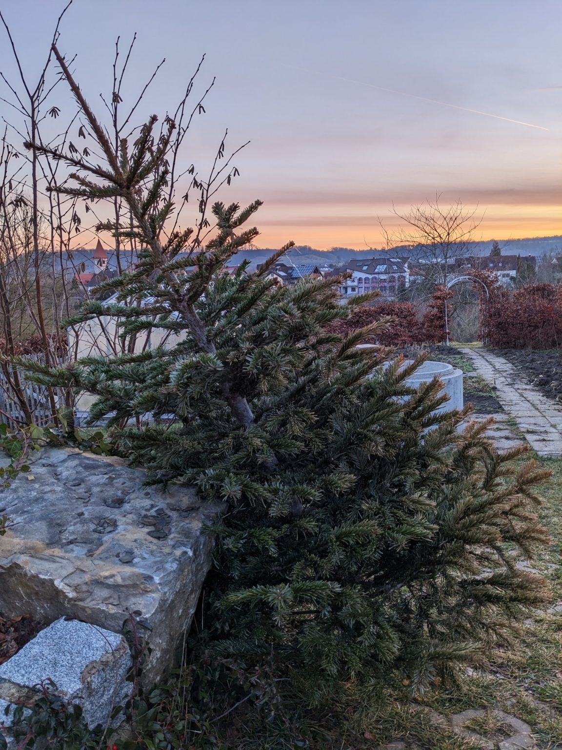 Abholung Weihnachtsbäume Gemeinde Neusitz